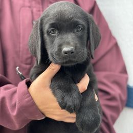 Girl 4 - Black female Labrador Retriever puppy in Gerber, California from In The Zone Dog Training and Breeding