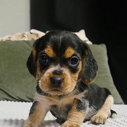 Daisy - Blue tan and white female Beagle puppy in Bunch, Oklahoma from Julie’s Jewels Puppies