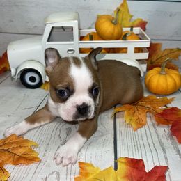 Boston Terrier Puppies from AC DC Boston Terrier’s