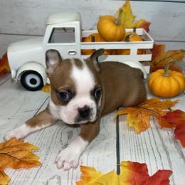 Boston Terrier Puppies from AC DC Boston Terrier’s