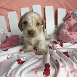 Marie - Piebald female Dachshund puppy in Lake City, Florida from My Ditzy Doxies of Florida