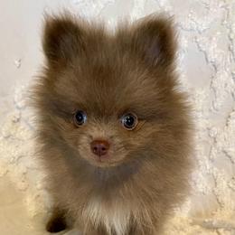 Mystic - Lavender female Pomeranian puppy in Bentonville, Arkansas from Hummingbird & Fox