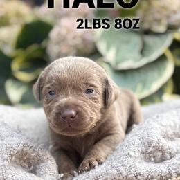 Halo - Silver female Dilute Retriever puppy in Puyallup, Washington from 12 Door Farm Labradors
