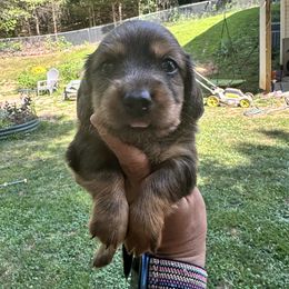 Dachshund Puppies from Memaw’s Minis Babies Doxies