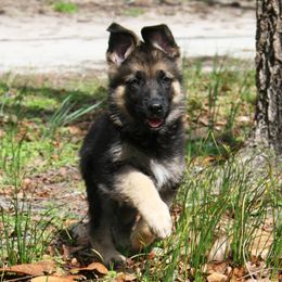 German Shepherds from Wellborn German Shepherds