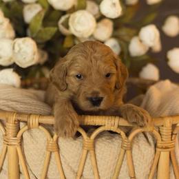 Cutie - Red  female Goldendoodle puppy in Georgia from Mother of Golden Doodles