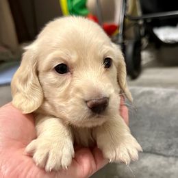 White Male - Cream male Dachshund puppy in Hensley, Arkansas from Fink Dachshund Farm - Central Arkansas