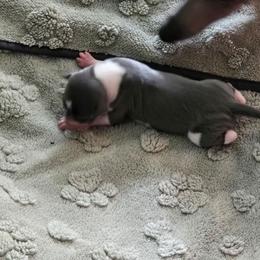 Italian Greyhound Puppies from Fisher Link