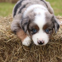 Miniature Australian Shepherd Puppies from Lost Coast Aussies