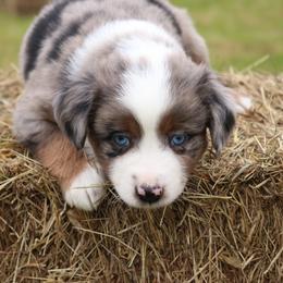Miniature Australian Shepherd Puppies from Lost Coast Aussies