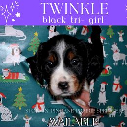 Twinkle - Black white and tan female English Springer Spaniel puppy in Litchfield, Minnesota from Stormin Pine and Prairie Springers