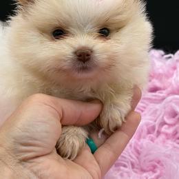Coconut - Cream parti female Pomeranian puppy in Franklin, North Carolina from A&J Cutie Pawtooties