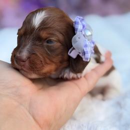 Winnie  silky wire - Piebald female Dachshund puppy in Lakeland, Florida from Elite Doxies Florida