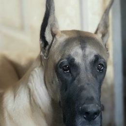 Great Danes and Pembroke Welsh Corgis from Angelwingz Kennels