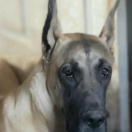 Great Danes and Pembroke Welsh Corgis from Angelwingz Kennels