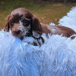 Tigger - Dapple male Dachshund puppy in Bentonville, Arkansas from T & D Dachshunds by design