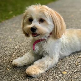 Havanese from Grace Dean's Havanese