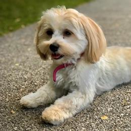 Havanese from Grace Dean's Havanese