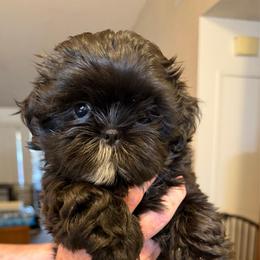 Chloe - Black and white female Shih Tzu puppy in Victorville, California from Precioustzus