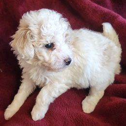 Faline - Parti female Poodle puppy in San Tan Valley, Arizona from Desert Storm Poodles