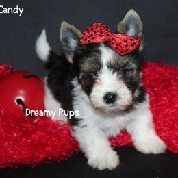 AKC Candy - Black tan and white female Biewer Terrier puppy in Kennesaw, Georgia from Dreamy Pups