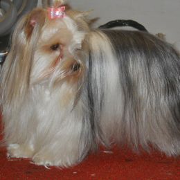 Boxer and Yorkshire Terrier All Grown Up from Pine Oaks Kennel