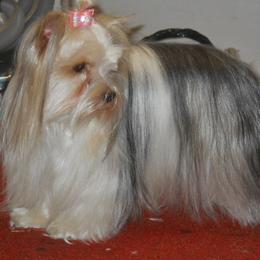 Boxer and Yorkshire Terrier All Grown Up from Pine Oaks Kennel