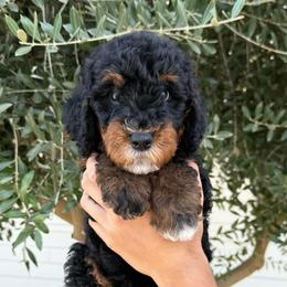 Male 5 - Tri-color male Bernedoodle puppy in Modesto, California from Central Valley Canine Companions