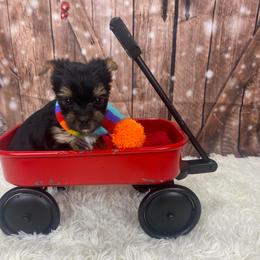 Kruze - Black and tan male Yorkshire Terrier puppy in Albany, Minnesota from Sandy's Yorkshire Terriers