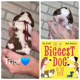 Thor - Liver and white male English Springer Spaniel puppy in Freeland, Michigan from McNally's Springer Spaniels
