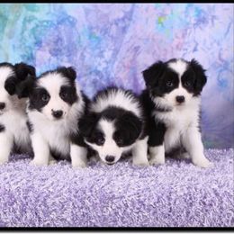 Border Collie Puppies from Jollypaws Border Collies