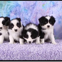 Border Collie Puppies from Jollypaws Border Collies