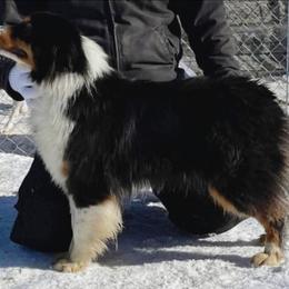 Molly - Australian Shepherd