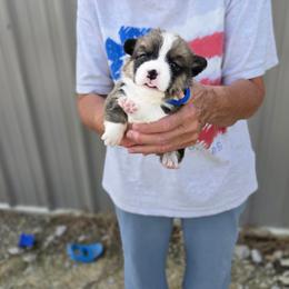 Blue collar - Sable male American Corgi puppy in Odessa, Missouri from LOYAL T K9's CORGIS