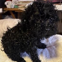 Tiny - Black female Yorkipoo puppy in Eden, Maryland from Canines  Unlimited