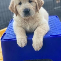Golden Retriever Puppies from Homeward Bound Goldens