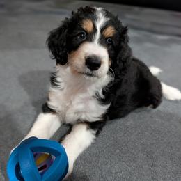 Aussiedoodle Puppies from Ridgeview Aussiedoodles