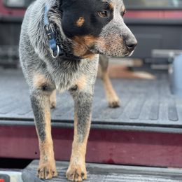 Australian Cattle Dog Puppies from Tin Roof Australian Cattle Dogs