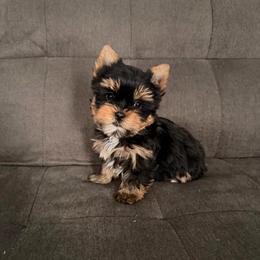 Kovu - Black and tan male Yorkshire Terrier puppy in Georgia from Nalley Kennels