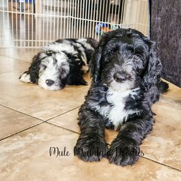 Labradoodle and Sheepadoodle Puppies from Mule Mountain Doodles