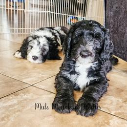 Labradoodle and Sheepadoodle Puppies from Mule Mountain Doodles