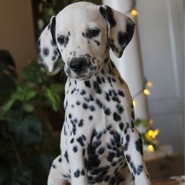 Boy 2 - White and black male Dalmatian puppy in Lake Mathews, California from Bully Market
