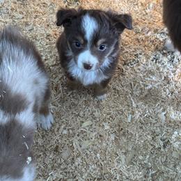 Pluto - Red tri male Toy Australian Shepherd puppy in Menan, Idaho from Teton Toy Aussies