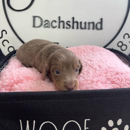 Tortellini - Fawn (isabella) and tan female Dachshund puppy in Scottdale, Pennsylvania from Our Sweet Dachshund Farm