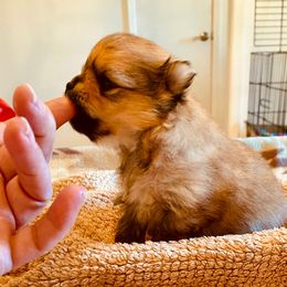 Simon - Orange sable Pomeranian puppy in Gilmer, Texas from Fairchild Fancy Pomeranians and Coachella Pomeranians