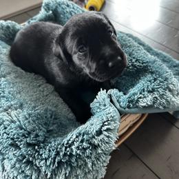 Labrador Retriever Puppies from Stonegate Labradors