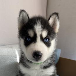 Green Collar - Black and white male Siberian Husky puppy in Bakersfield, California from Lotus Husky Pack