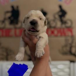 Hopper - Golden male Golden Retriever puppy in Duncan, South Carolina from Glimmer Goldens