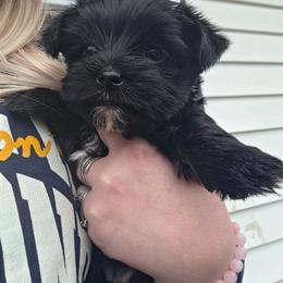Raven - Blue and gold female Yorkshire Terrier puppy in West Enfield, Maine from GRIFFEY'S SPA AND KENNEL