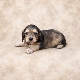Bennet - Dapple male Dachshund puppy in Mountainburg, Arkansas from Charisma Dachshunds